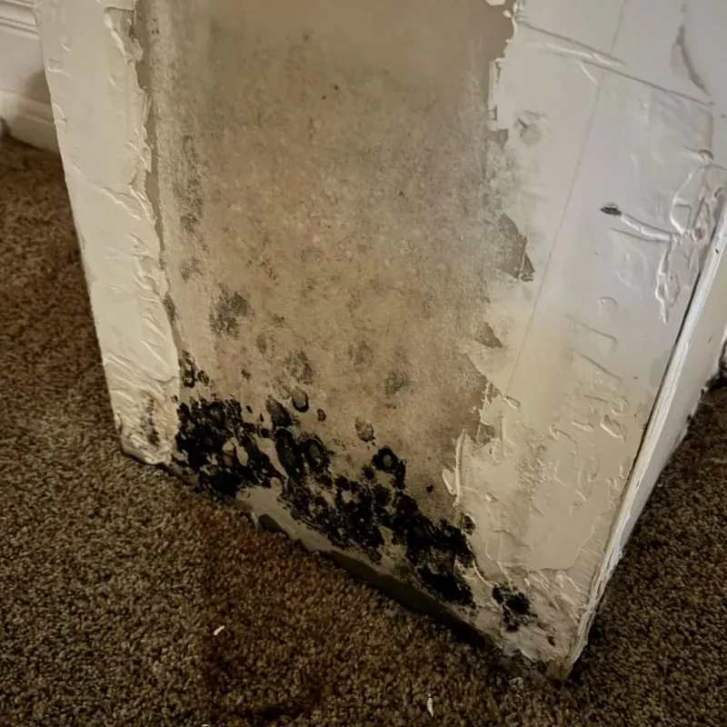 Professional Mold Removal in Campbell County, WY